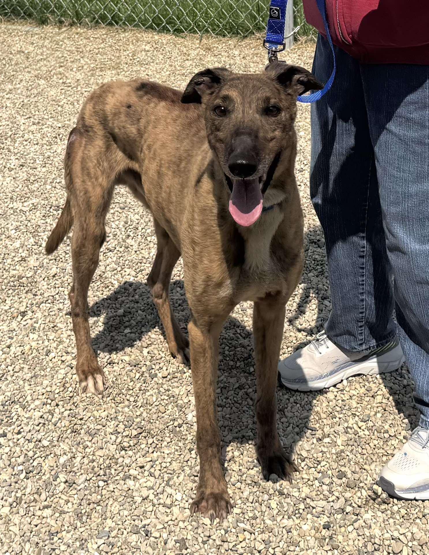 Crackerjack thumbnail 5