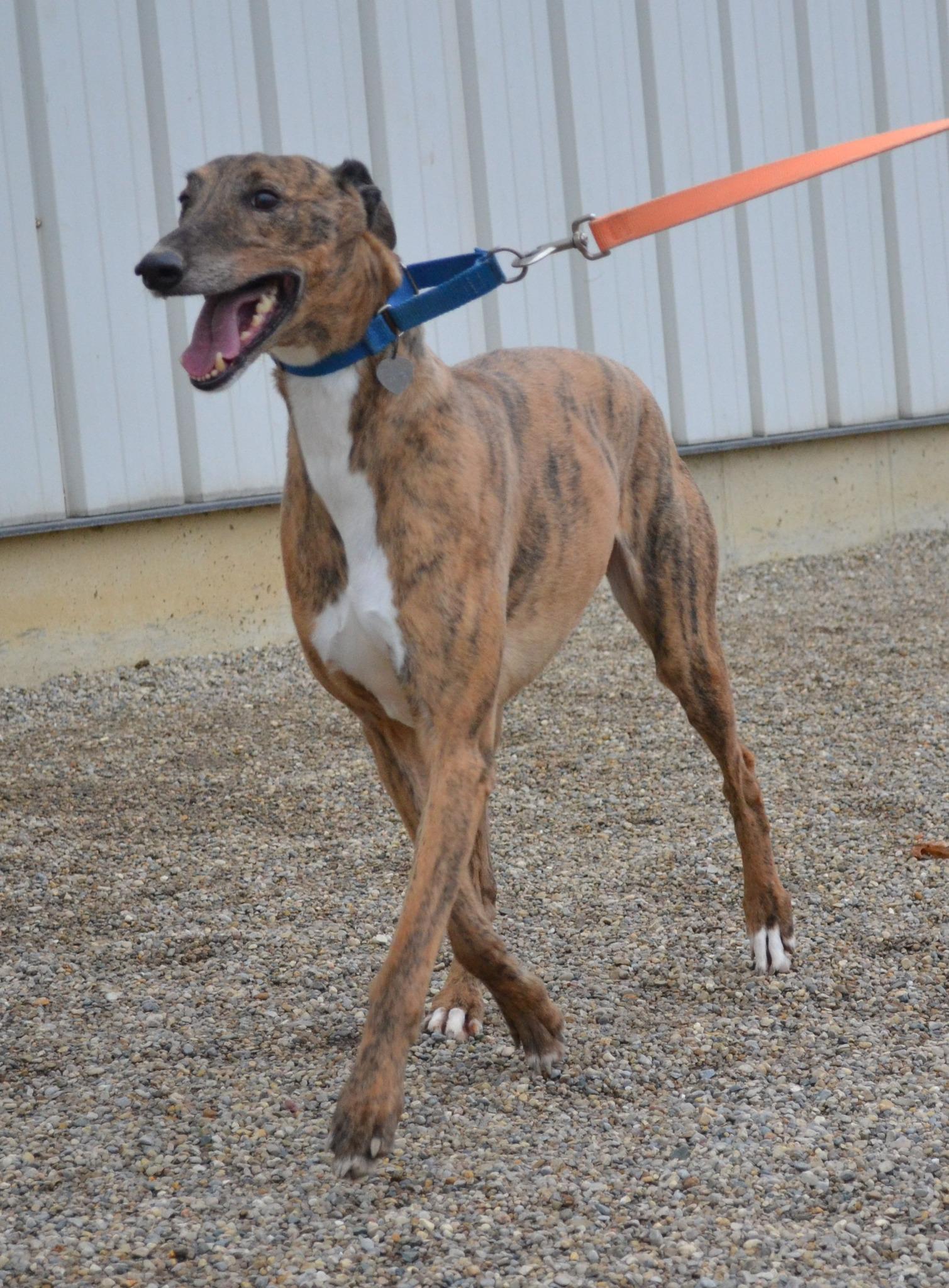 Crackerjack thumbnail 3