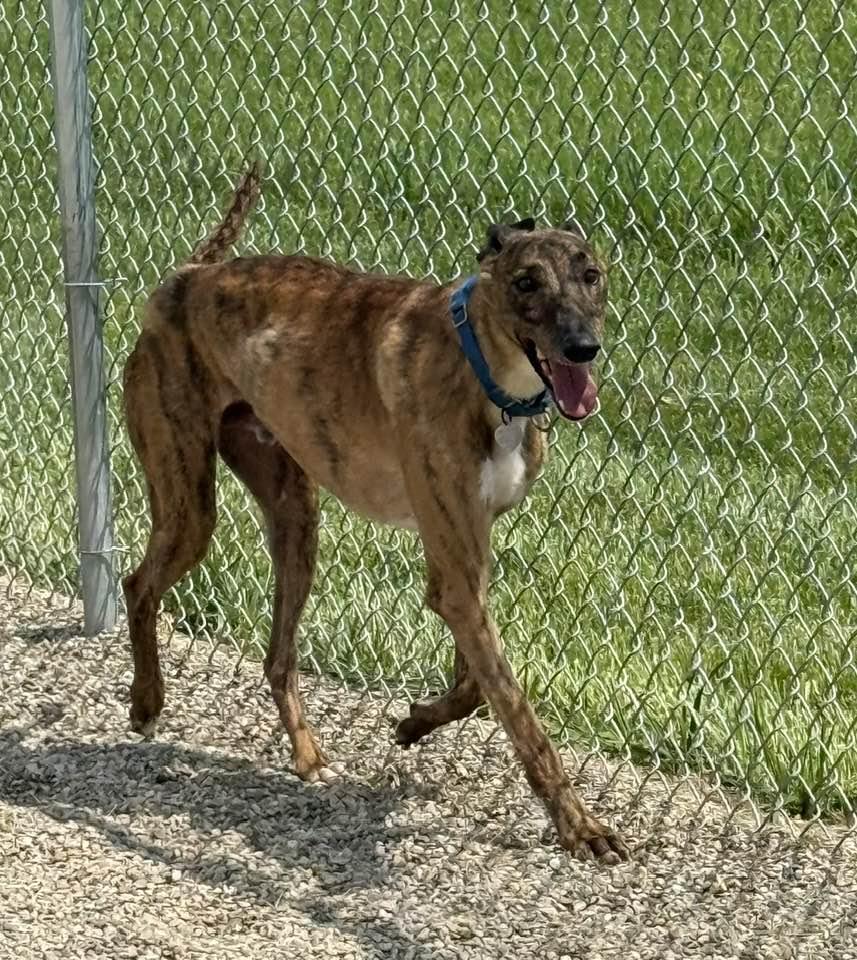 Crackerjack thumbnail 4