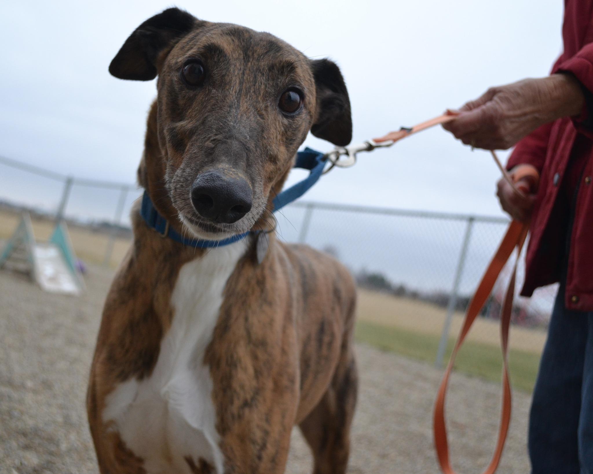Crackerjack, Adoptable, Adult Male Greyhound & Coonhound.