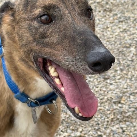 Crackerjack thumbnail 2