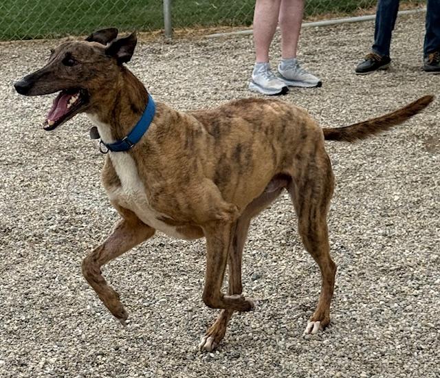 Crackerjack thumbnail 3