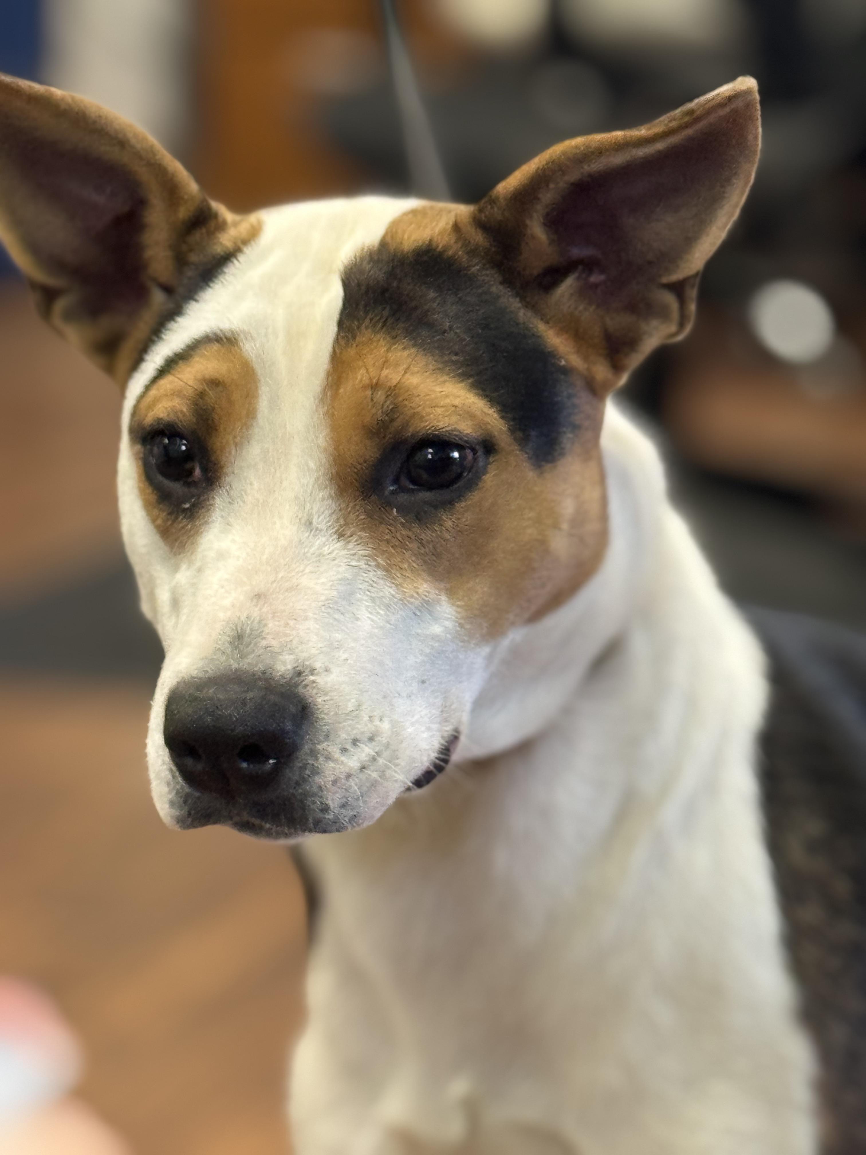 Brea 0125, an adoptable Hound, Australian Cattle Dog / Blue Heeler in Sonora, CA, 95370 | Photo Image 5