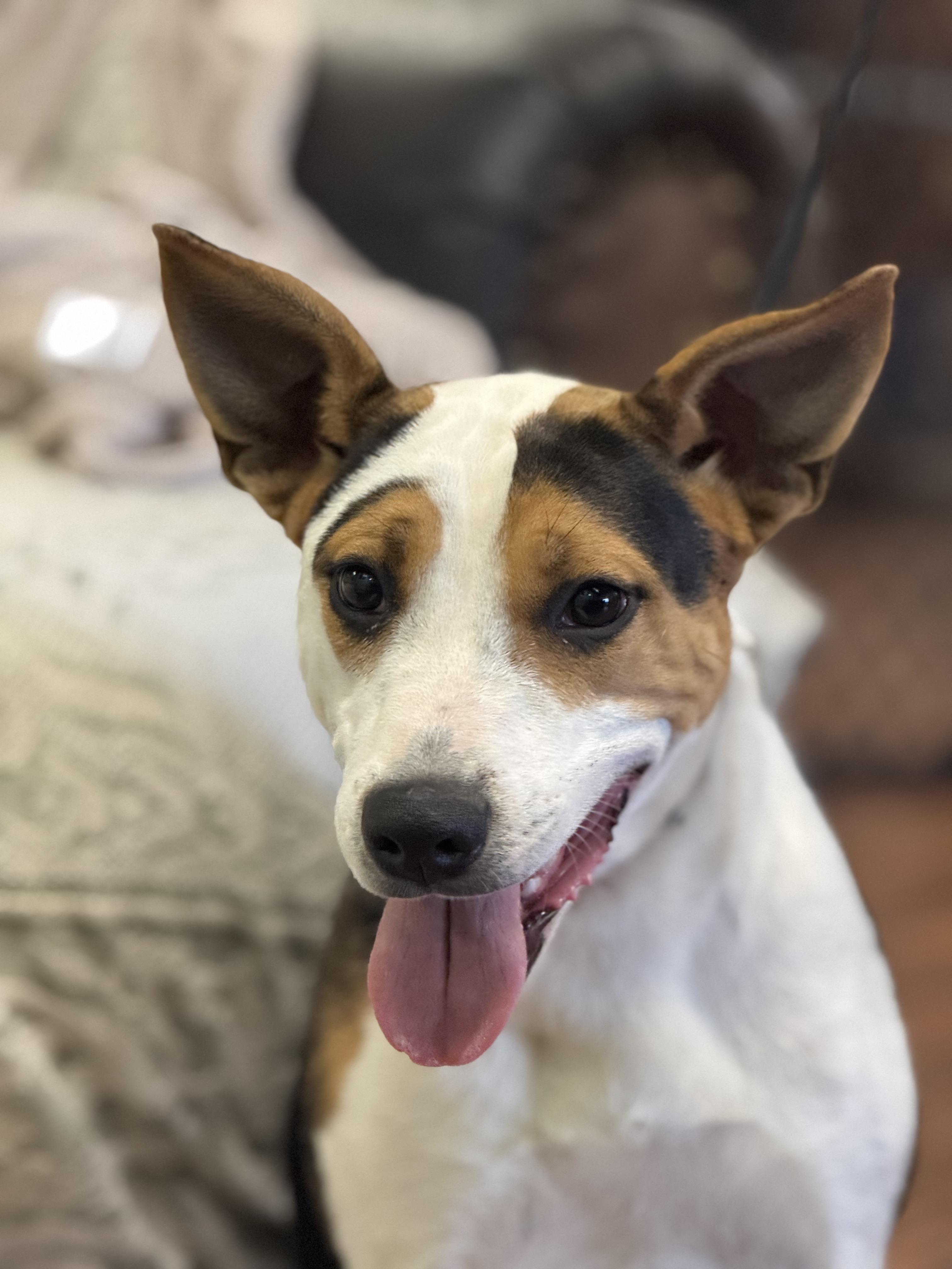 Brea 0125, an adoptable Hound, Australian Cattle Dog / Blue Heeler in Sonora, CA, 95370 | Photo Image 3