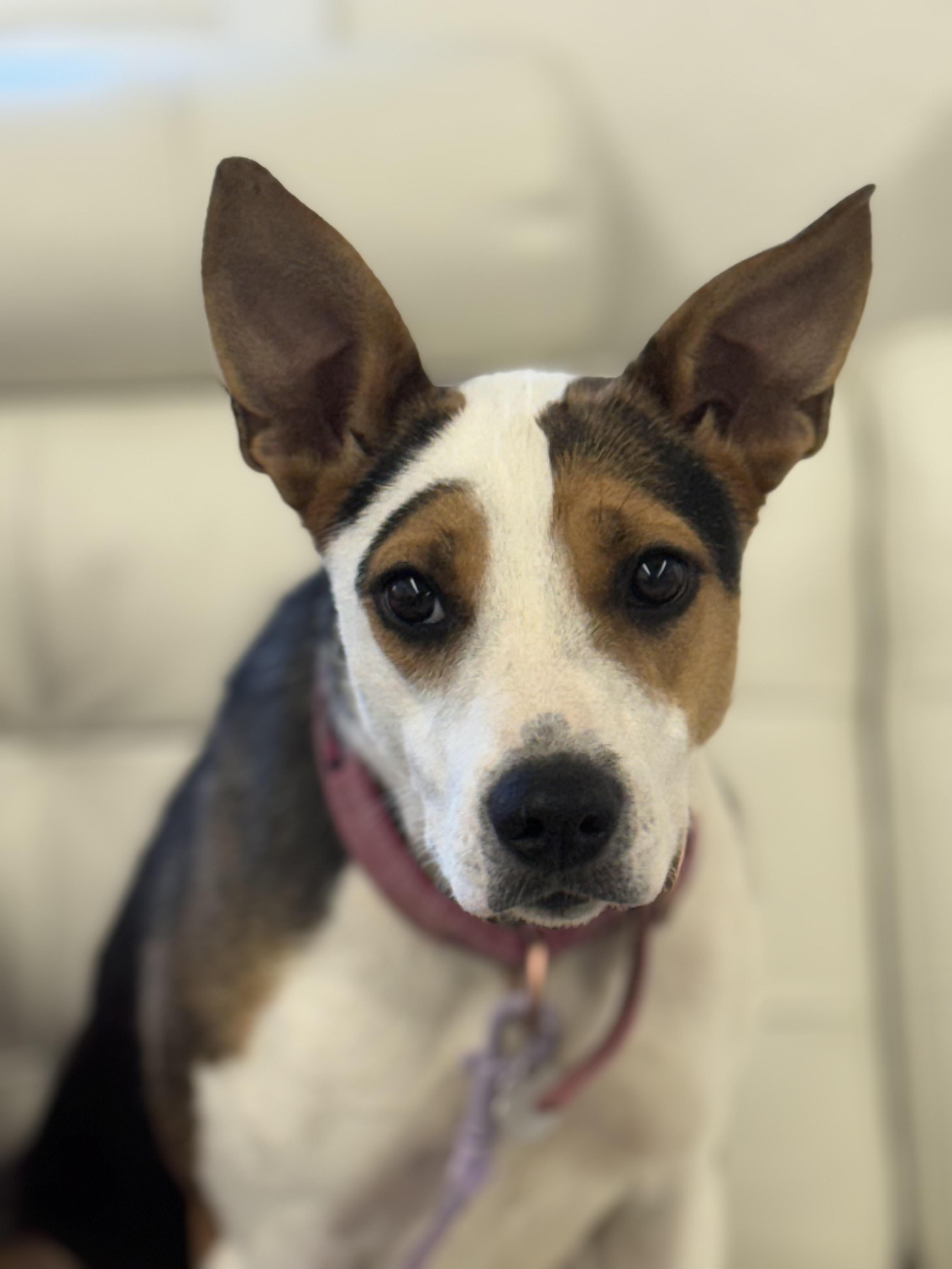 Brea 0125, an adoptable Hound, Australian Cattle Dog / Blue Heeler in Sonora, CA, 95370 | Photo Image 1