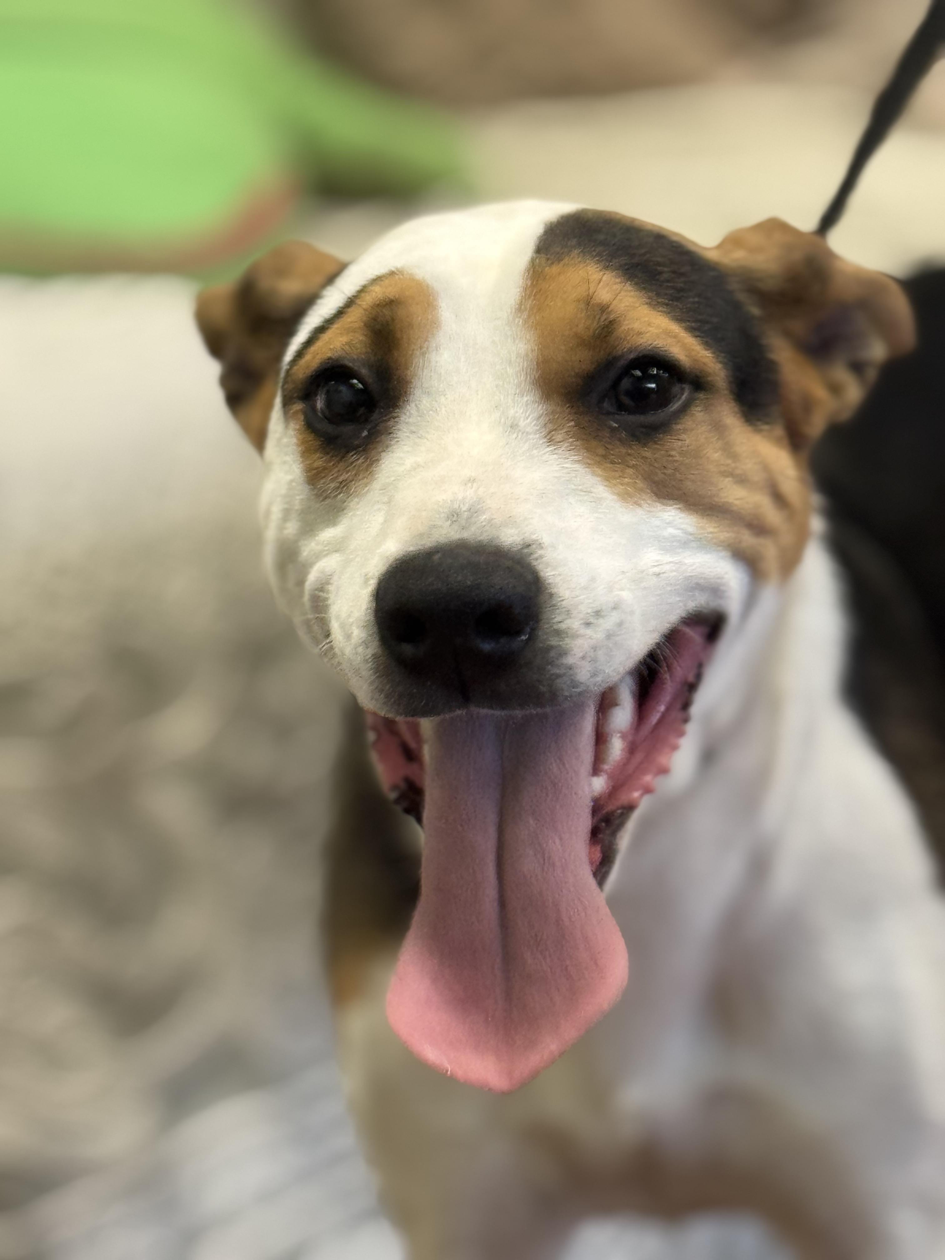 Brea 0125, an adoptable Hound, Australian Cattle Dog / Blue Heeler in Sonora, CA, 95370 | Photo Image 6