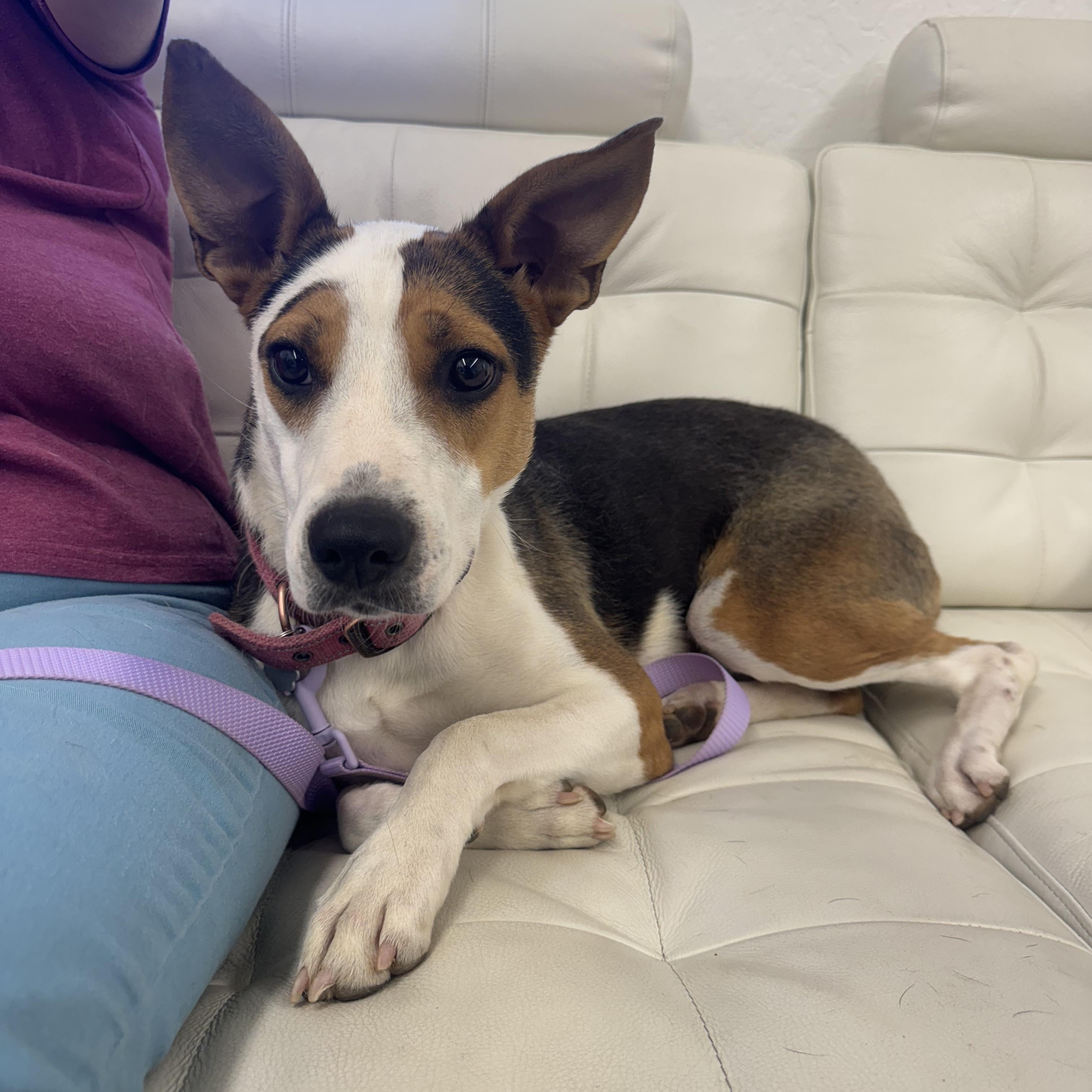 Brea 0125, an adoptable Hound, Australian Cattle Dog / Blue Heeler in Sonora, CA, 95370 | Photo Image 2