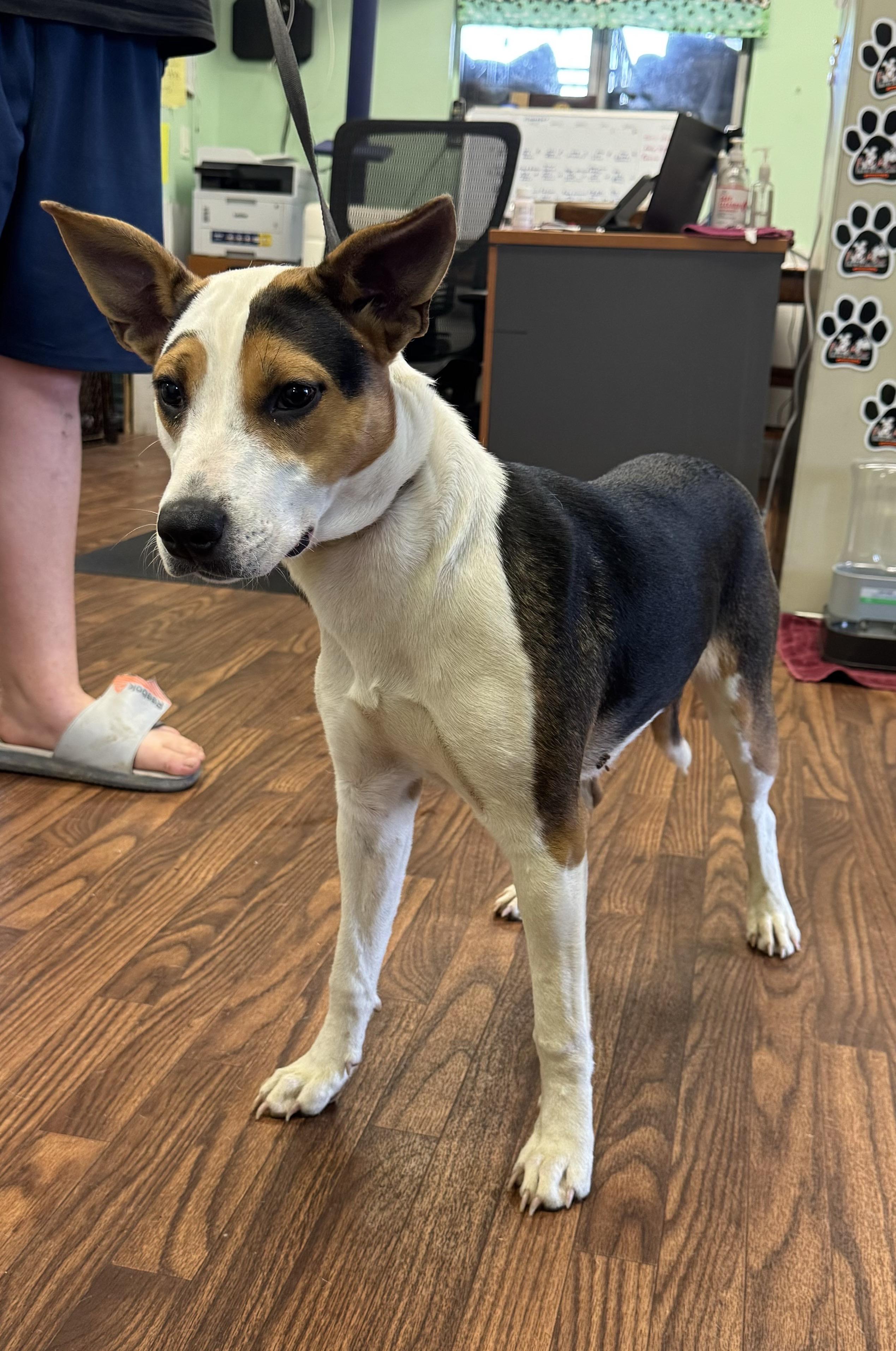 Brea 0125, an adoptable Hound, Australian Cattle Dog / Blue Heeler in Sonora, CA, 95370 | Photo Image 4