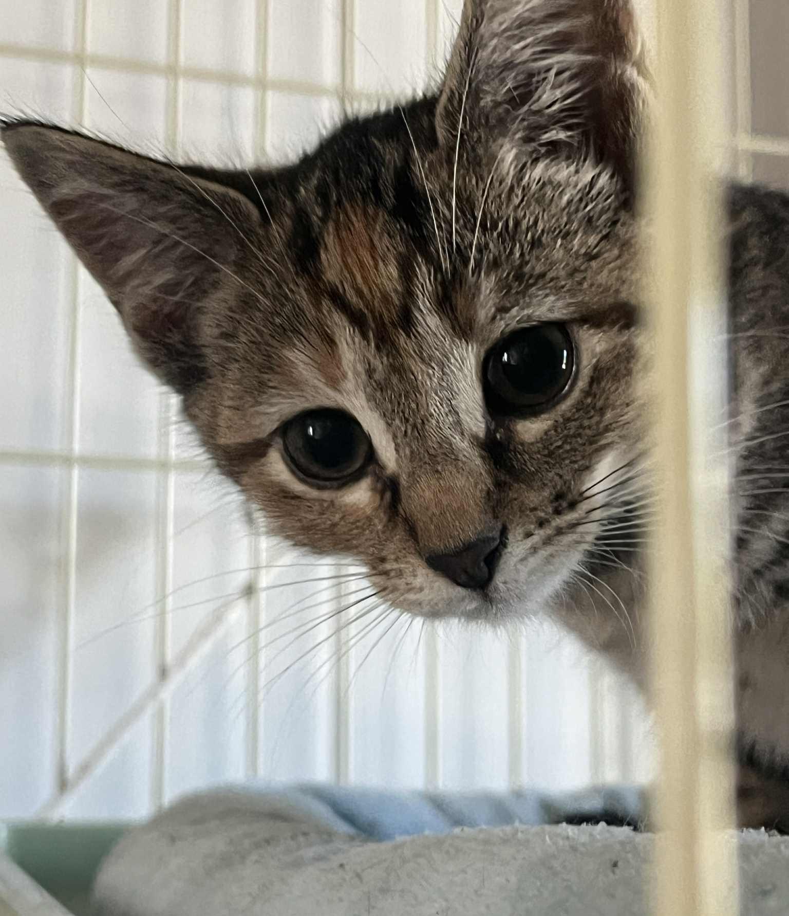 Enlarge Gemma, a Adopted Tabby in Waxahachie, TX image 1/2