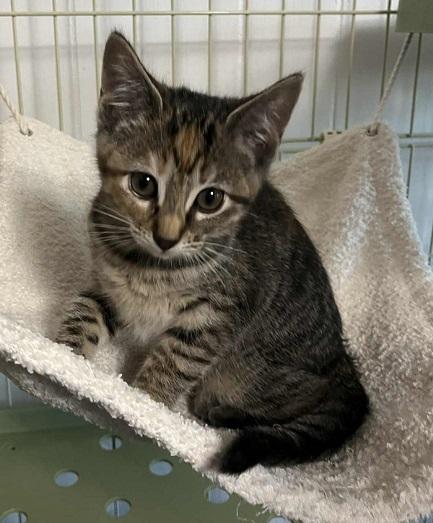 Gemma, Adoptable, Kitten Female Tabby.