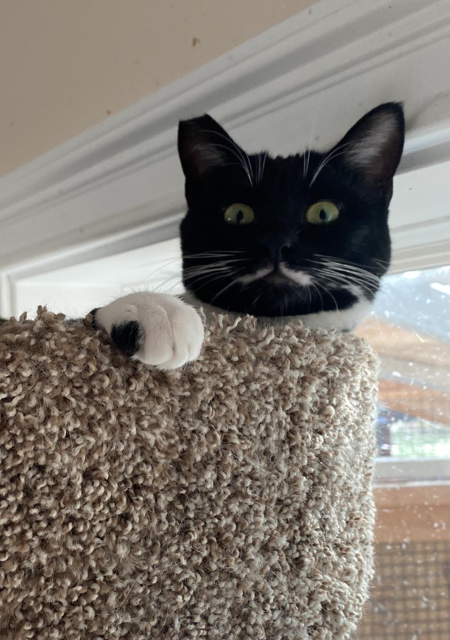 Jackie, an adoptable Domestic Short Hair in Springfield, OR, 97478 | Photo Image 1