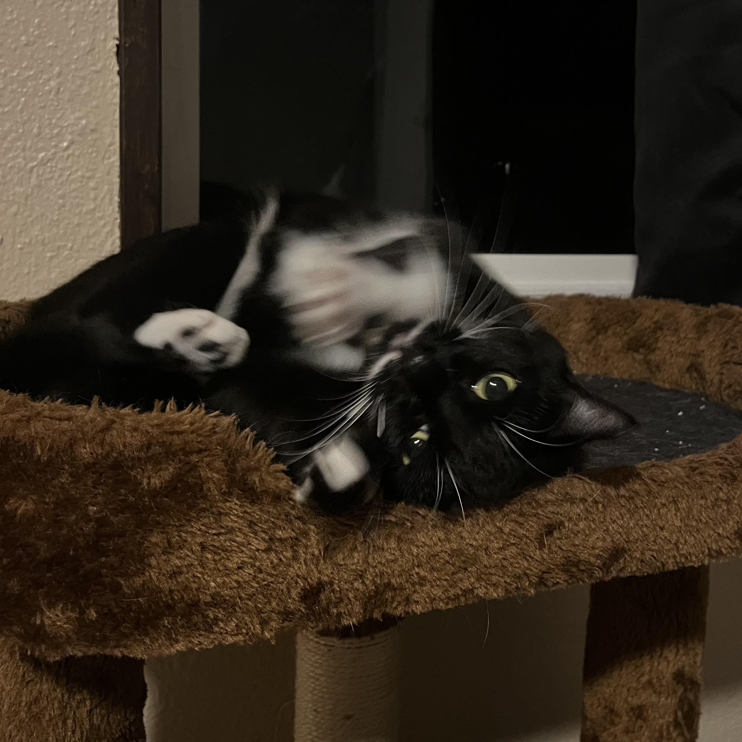 Enlarge Jackie, a Adoptable mixed breed in Springfield, OR image 1/6