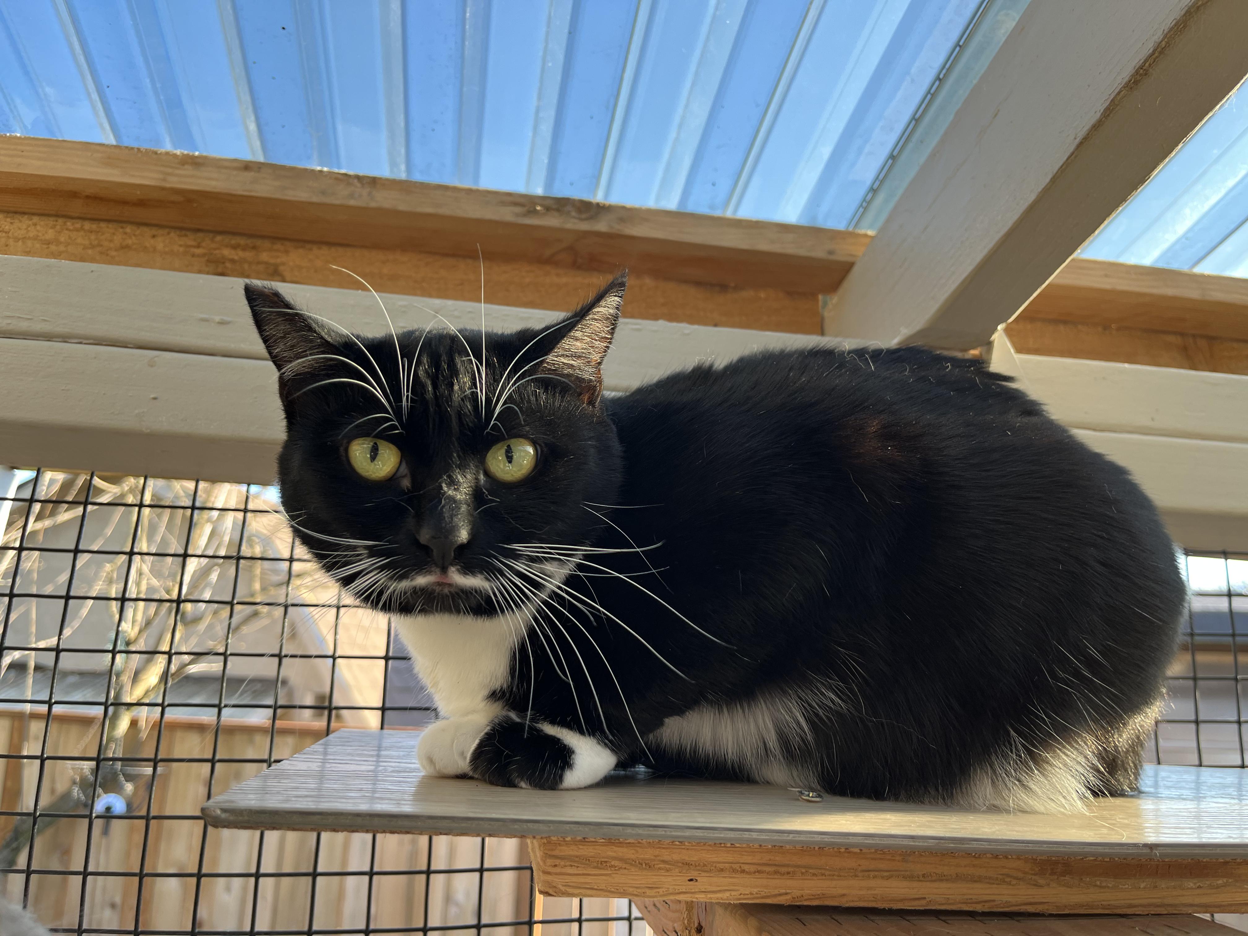 Jackie, an adoptable Domestic Short Hair in Springfield, OR, 97478 | Photo Image 2
