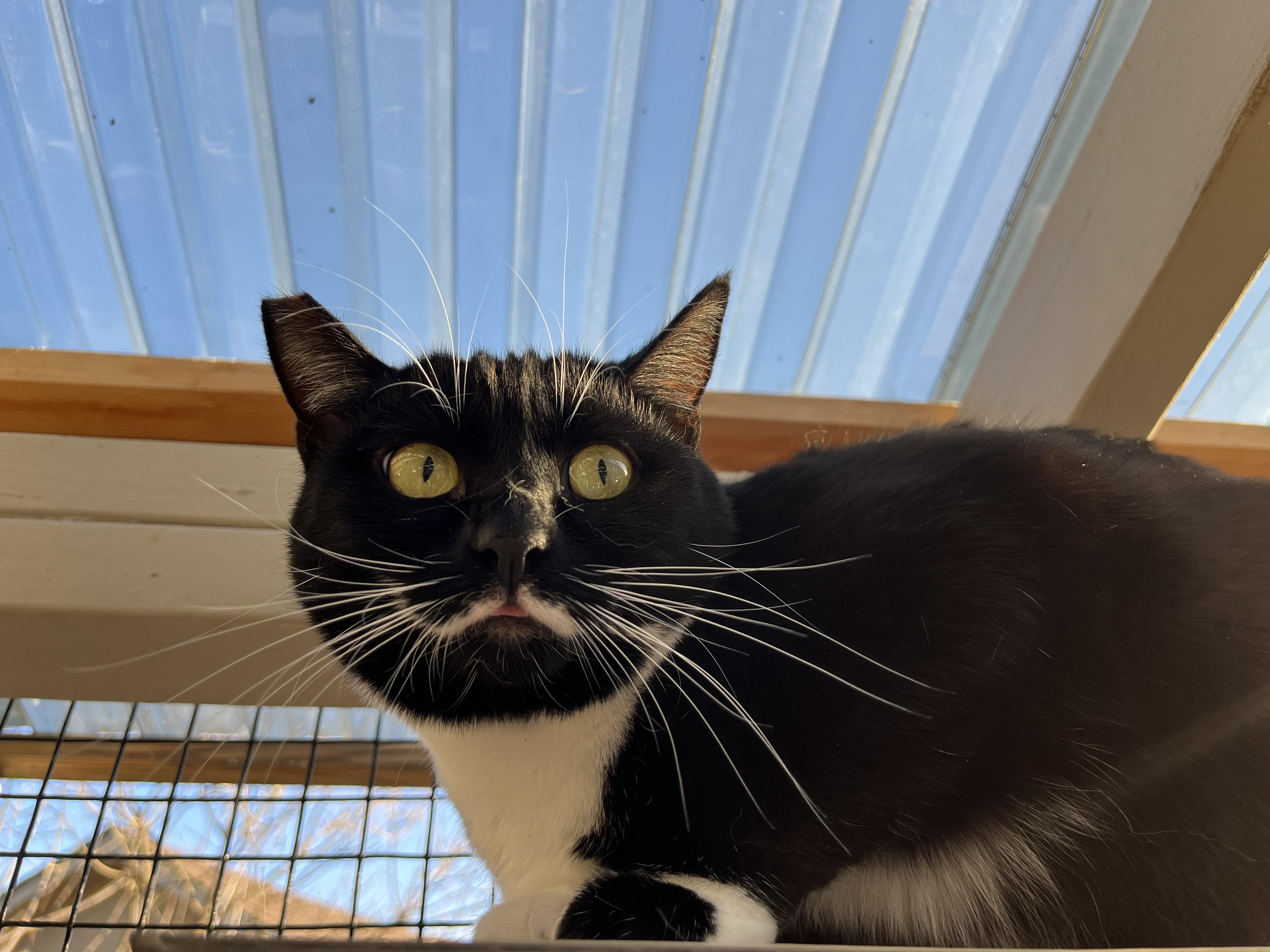Jackie, an adoptable Domestic Short Hair in Springfield, OR, 97478 | Photo Image 4