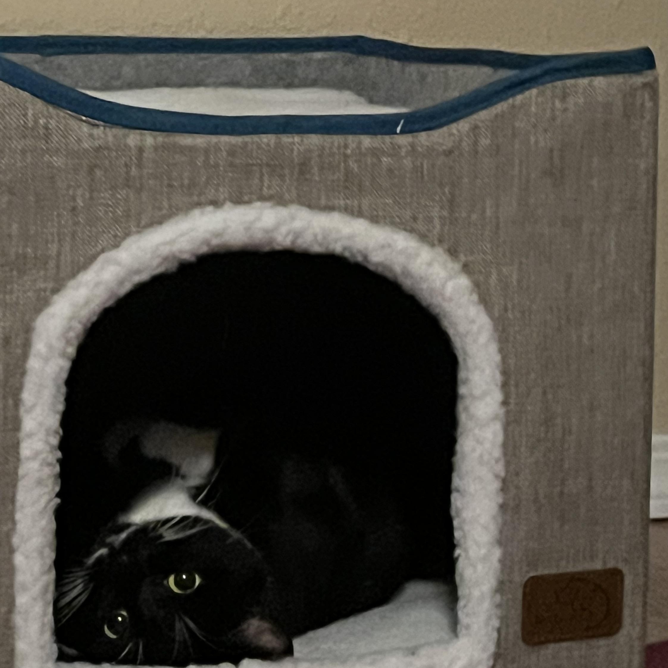 Enlarge Jackie, a Adoptable mixed breed in Springfield, OR image 5/6