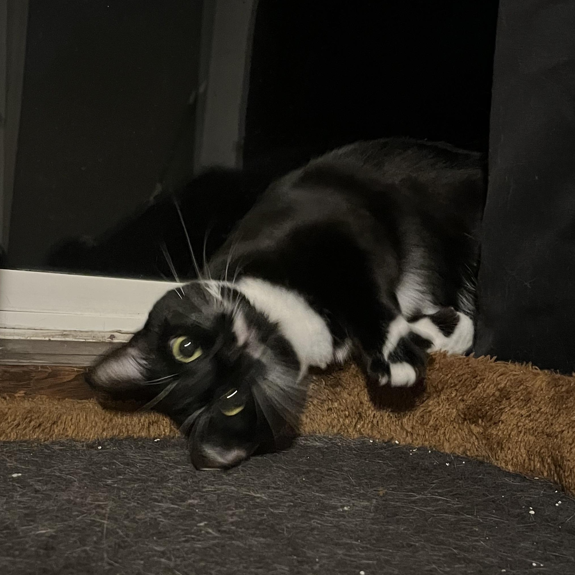 Enlarge Jackie, a Adoptable mixed breed in Springfield, OR image 4/6