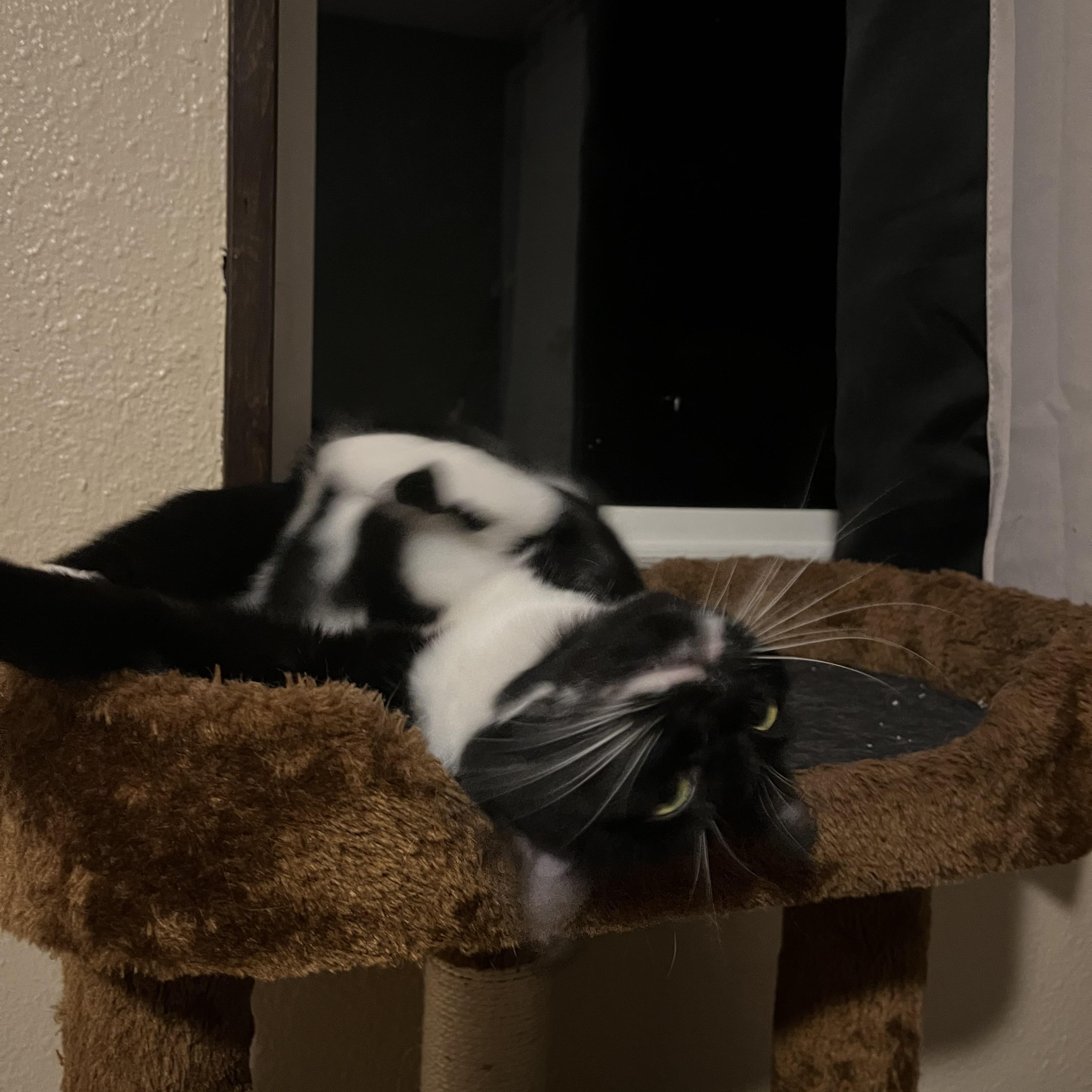 Enlarge Jackie, a Adoptable mixed breed in Springfield, OR image 3/6