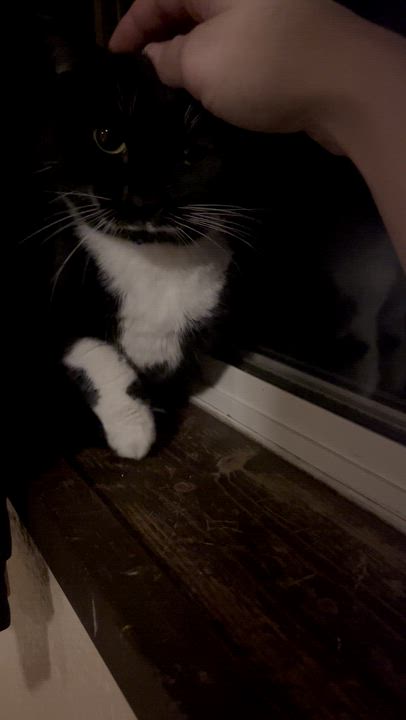 Enlarge Jackie, a Adoptable mixed breed in Springfield, OR video 6/6