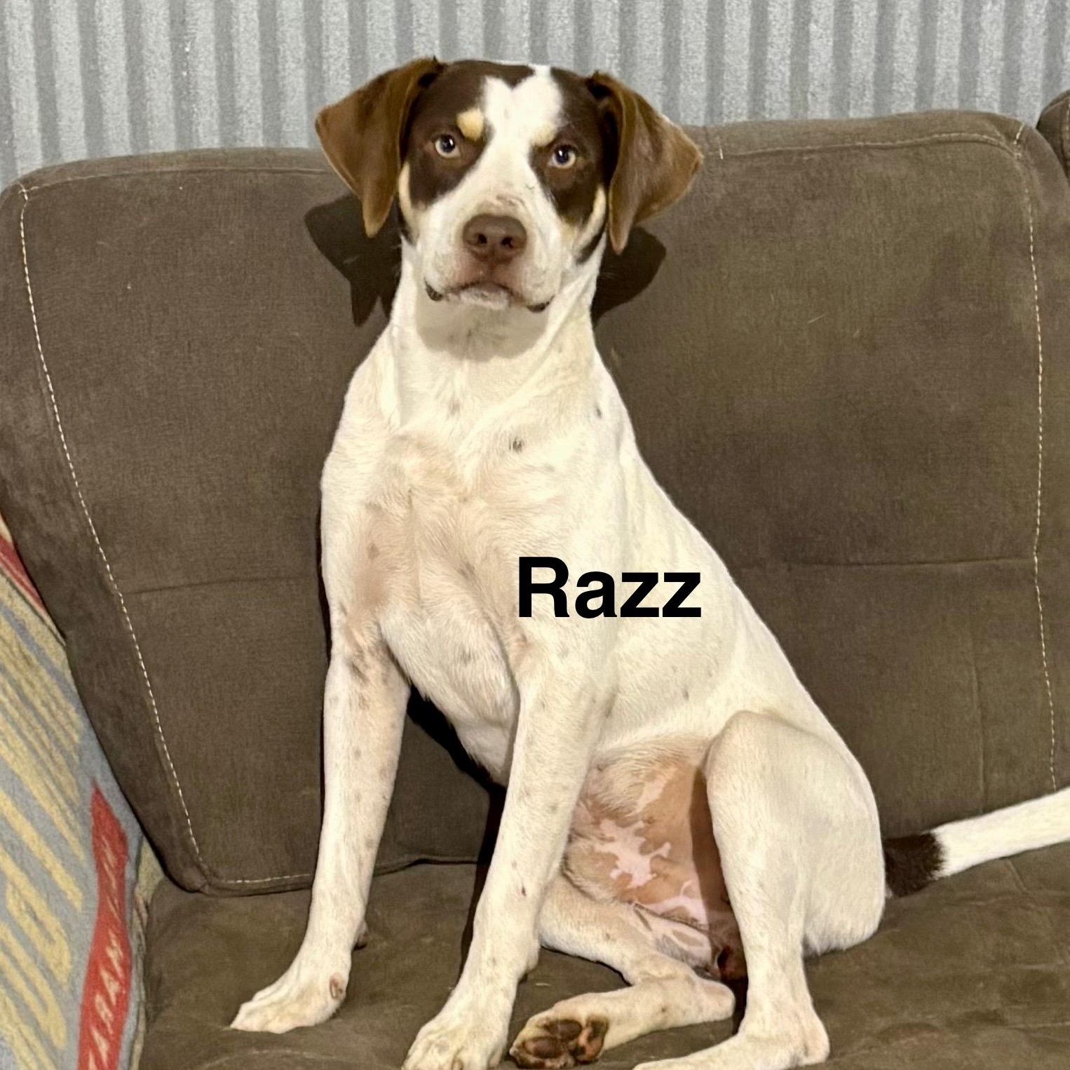 Razz