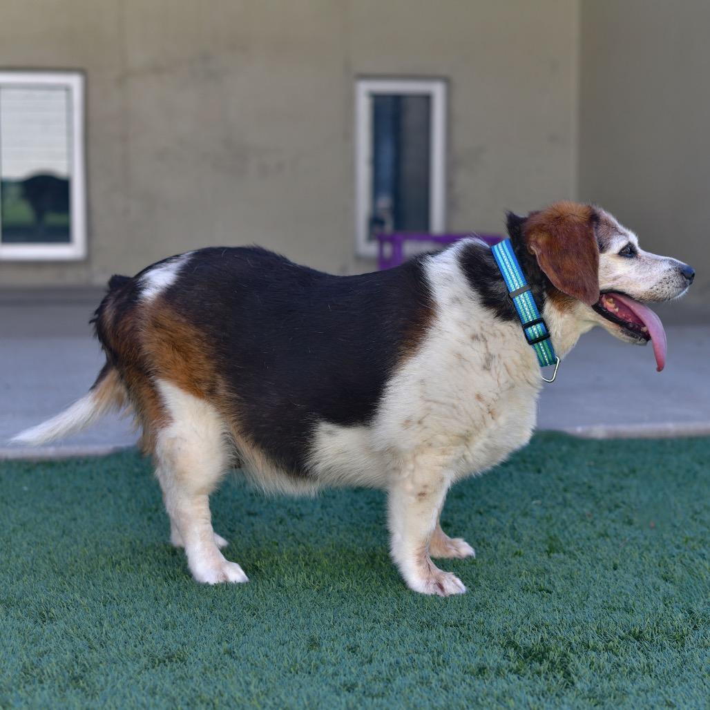 Enlarge Roxie, a Adoptable Beagle in Ottawa, KS image 1/2
