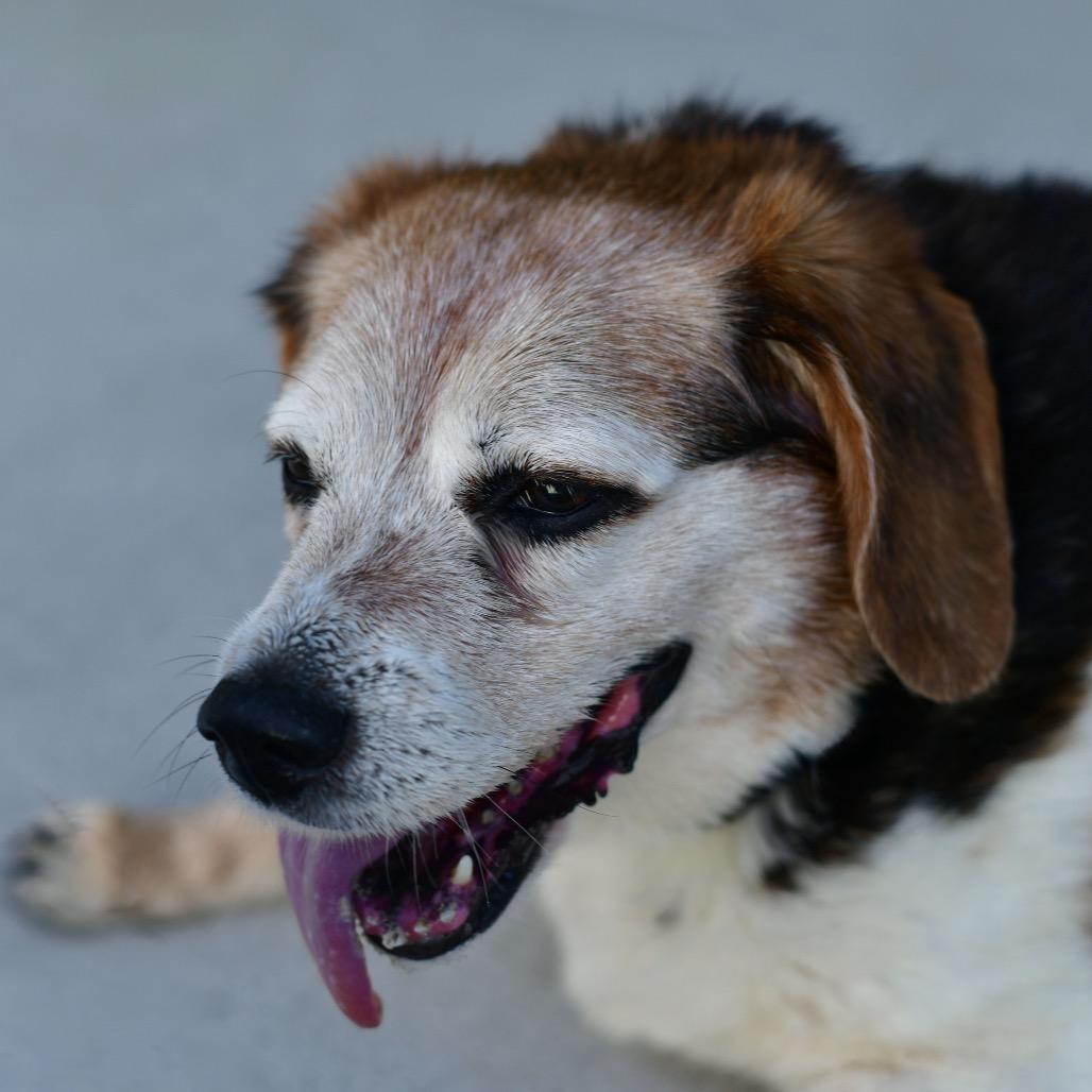 Enlarge Roxie, a Adoptable Beagle in Ottawa, KS image 2/2