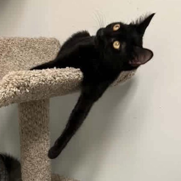 Enlarge Olive, a ADOPTABLE Domestic Short Hair in Warminster, PA image 3/6