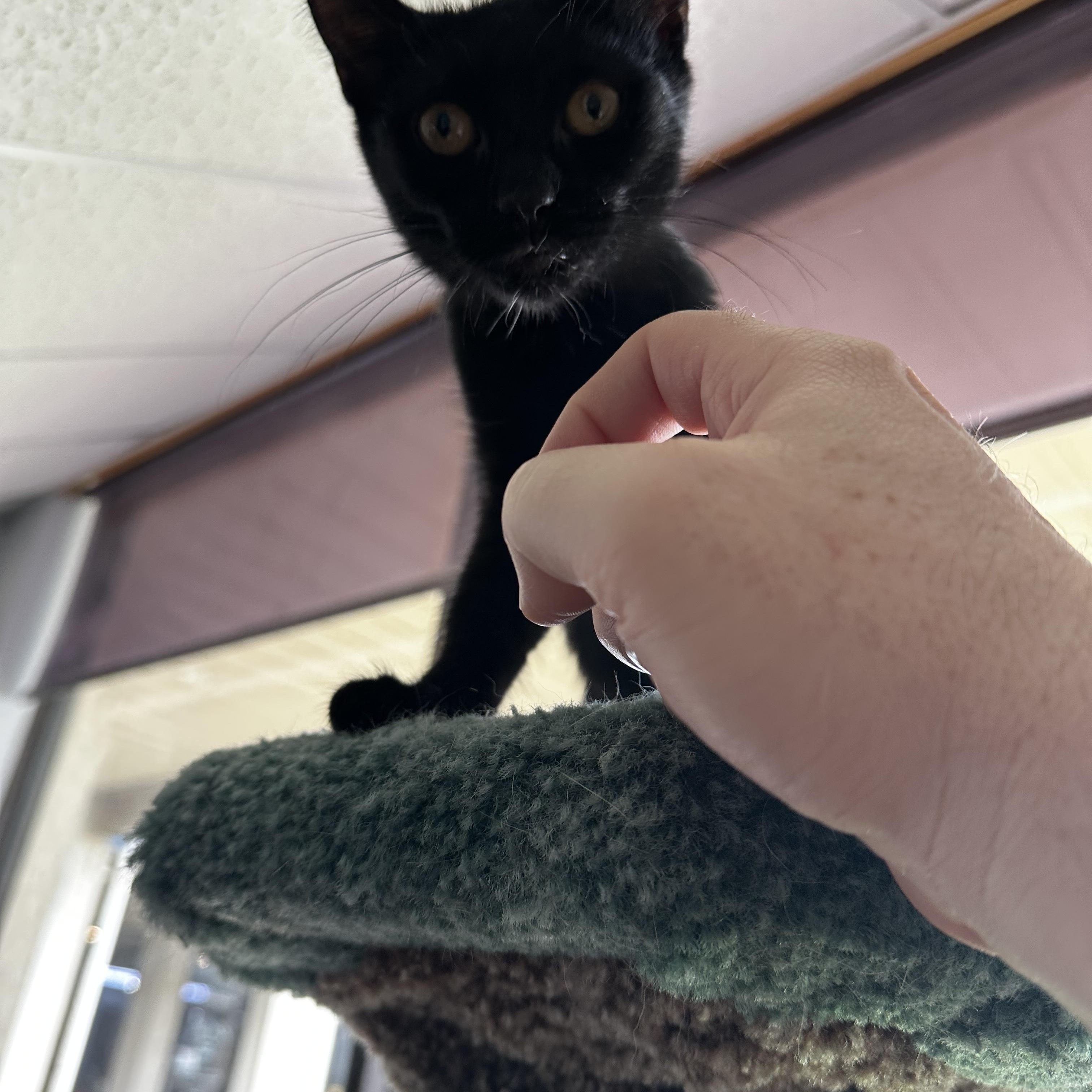 Enlarge Olive, a ADOPTABLE Domestic Short Hair in Warminster, PA image 6/6