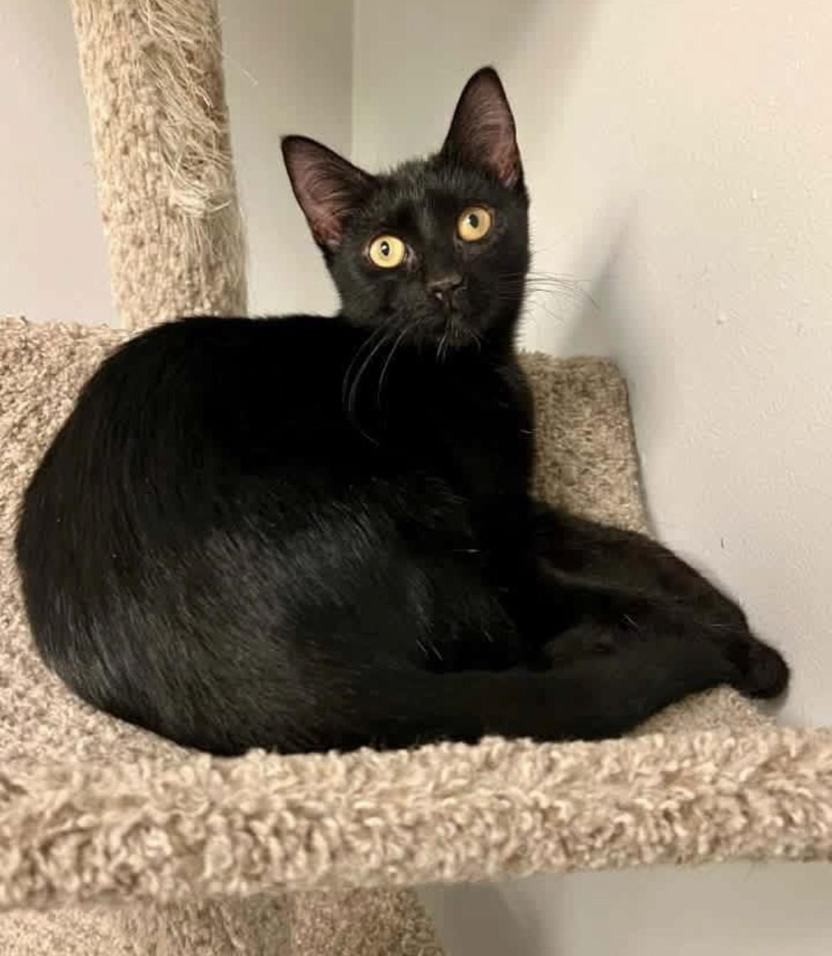 Enlarge Olive, a ADOPTABLE Domestic Short Hair in Warminster, PA image 2/6