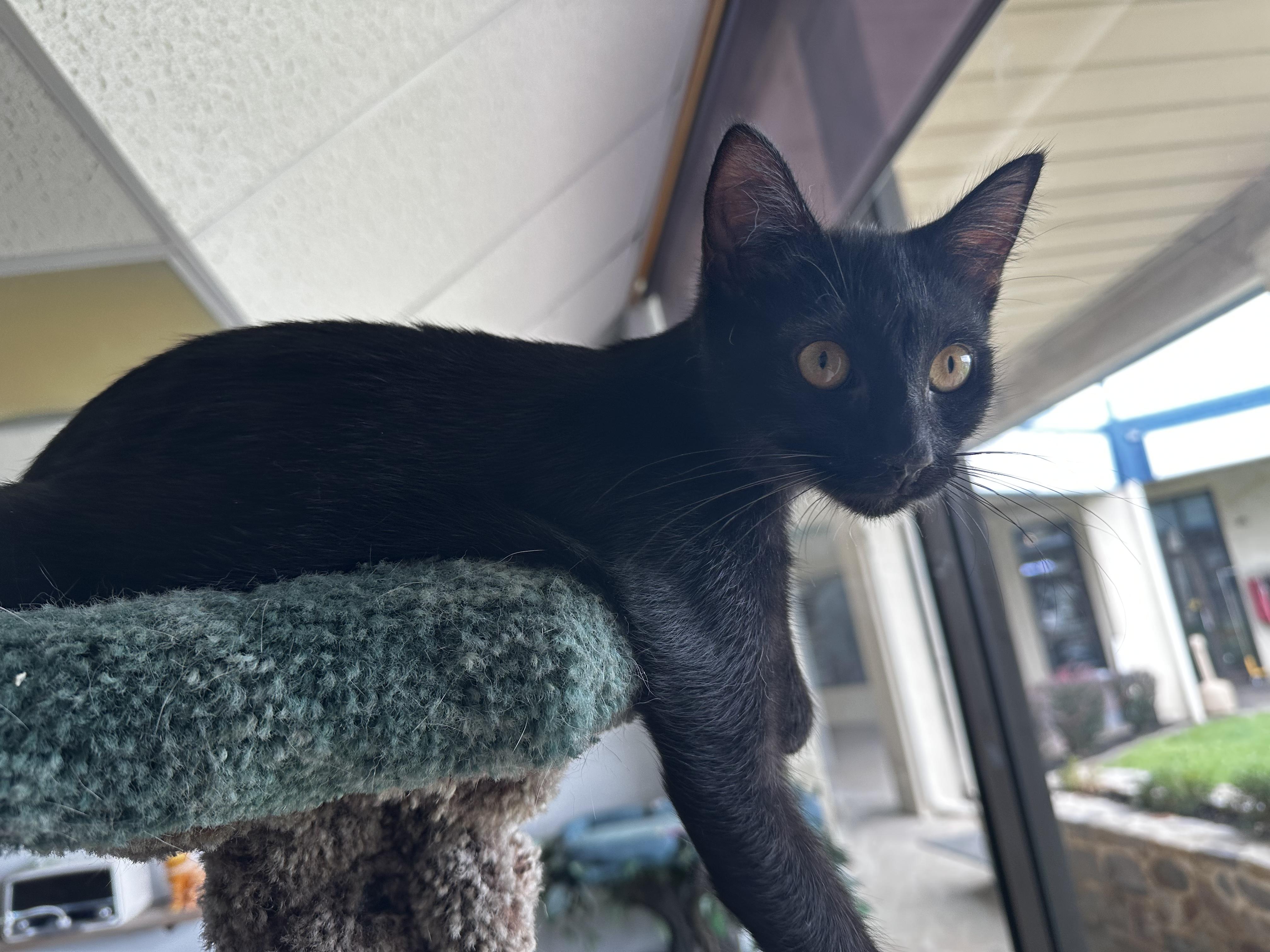 Enlarge Olive, a ADOPTABLE Domestic Short Hair in Warminster, PA image 4/6