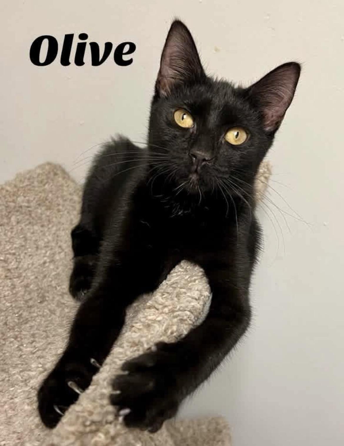 Olive, ADOPTABLE, Kitten Female Domestic Short Hair.