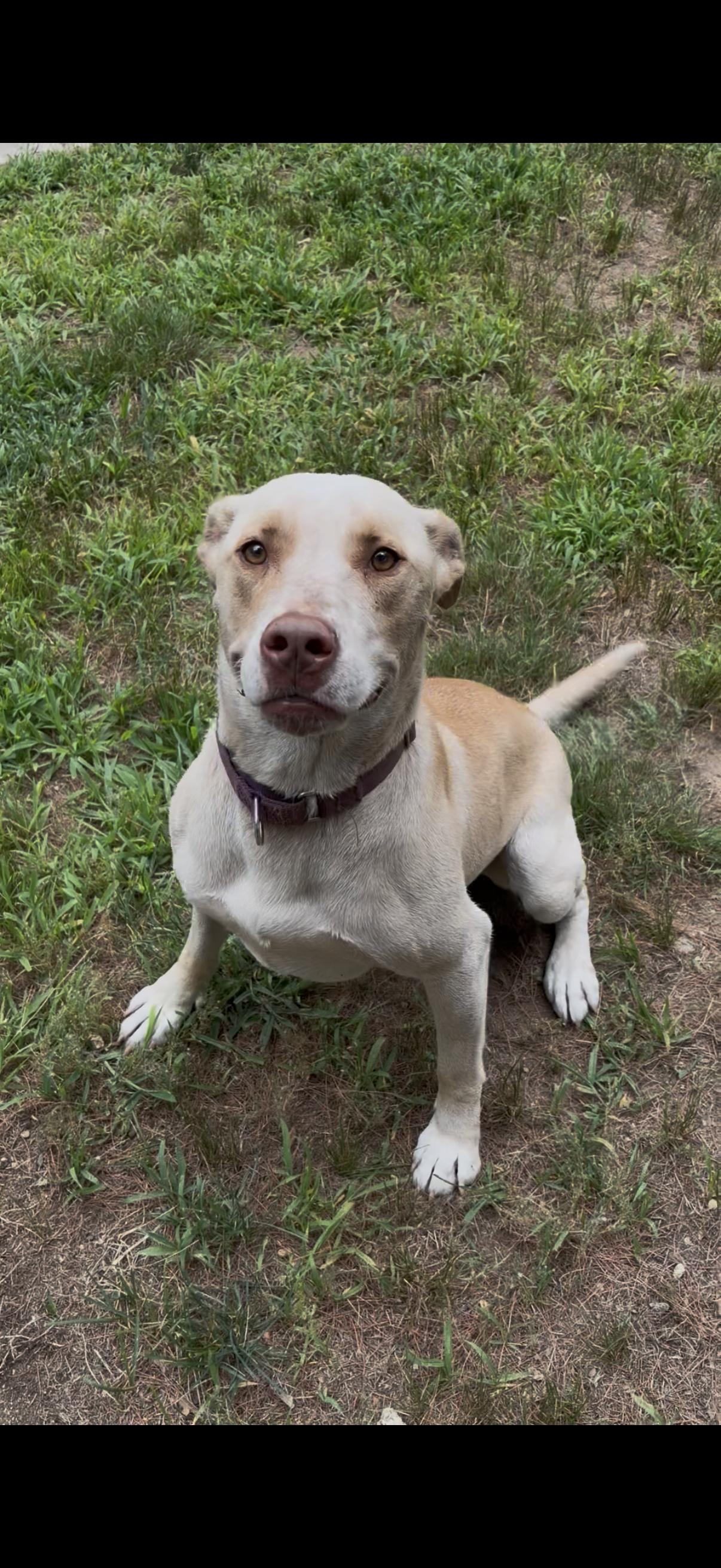 Enlarge Honey, a ADOPTABLE mixed breed in Mansfield, CT image 3/5