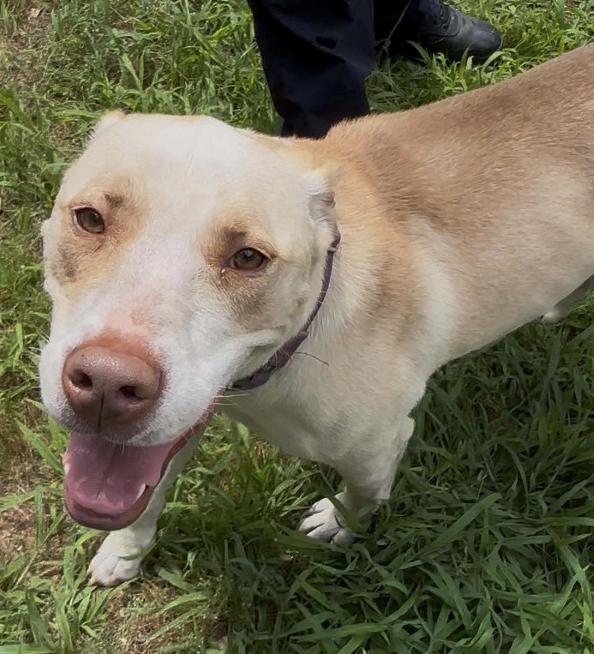 Enlarge Honey, a ADOPTABLE mixed breed in Mansfield, CT image 1/5