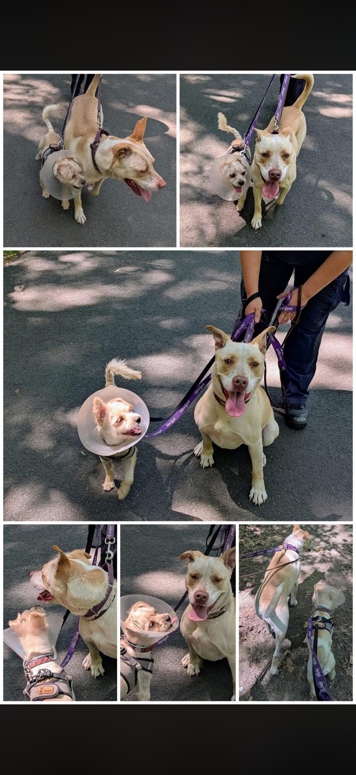 Enlarge Honey, a ADOPTABLE mixed breed in Mansfield, CT image 5/5