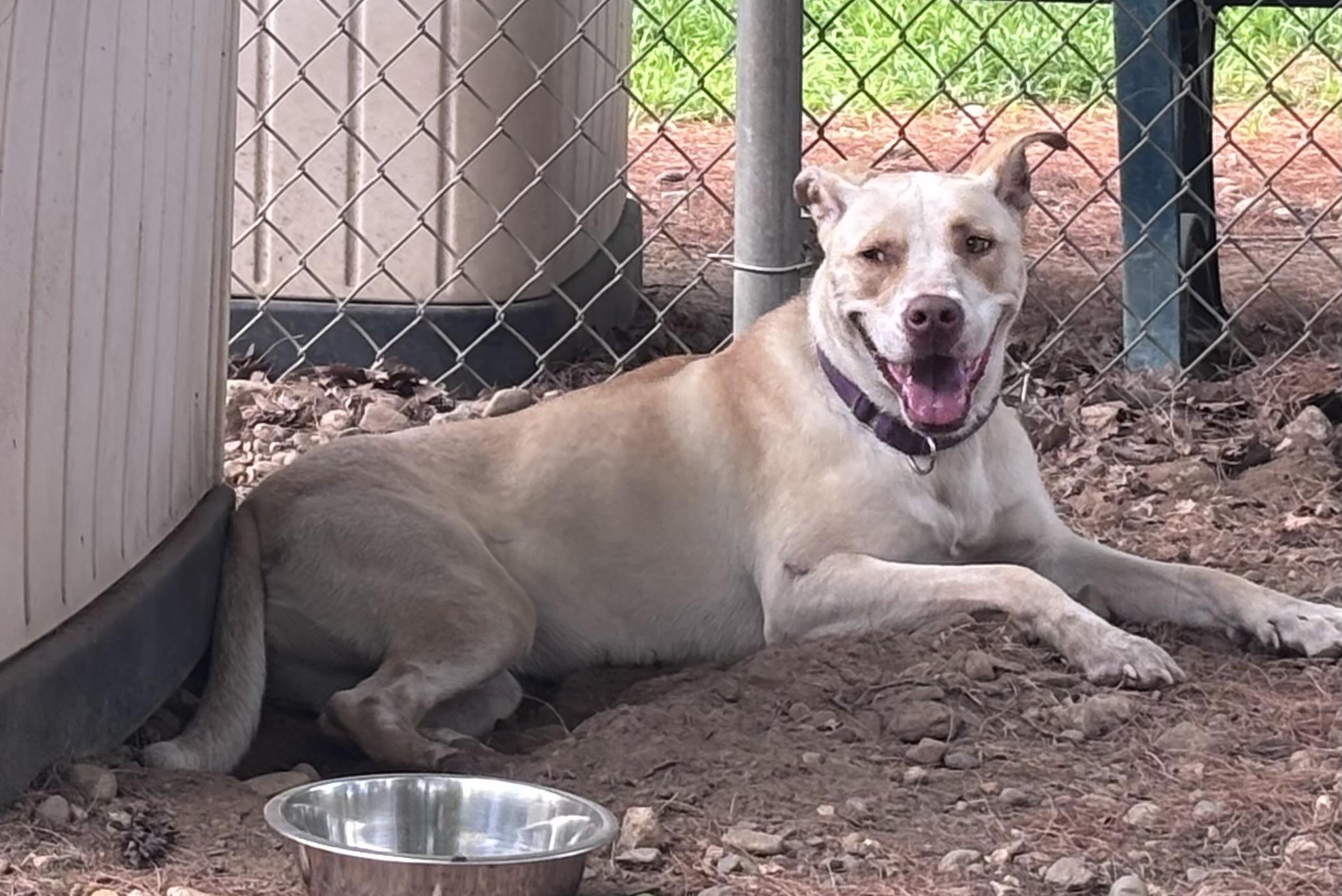 Enlarge Honey, a ADOPTABLE mixed breed in Mansfield, CT image 4/5