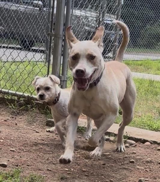 Enlarge Honey, a ADOPTABLE mixed breed in Mansfield, CT image 2/5