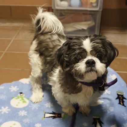 Enlarge Fred, a Adoptable mixed breed in Madison, WI image 1/3