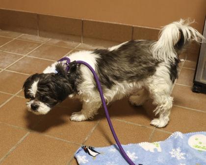 Enlarge Fred, a Adoptable mixed breed in Madison, WI image 2/3