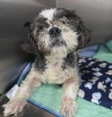 Enlarge Fred, a Adoptable mixed breed in Madison, WI image 3/3