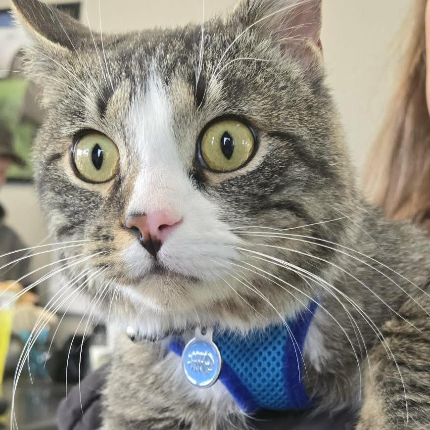 Baxter, Adoptable, Adult Male Domestic Short Hair.