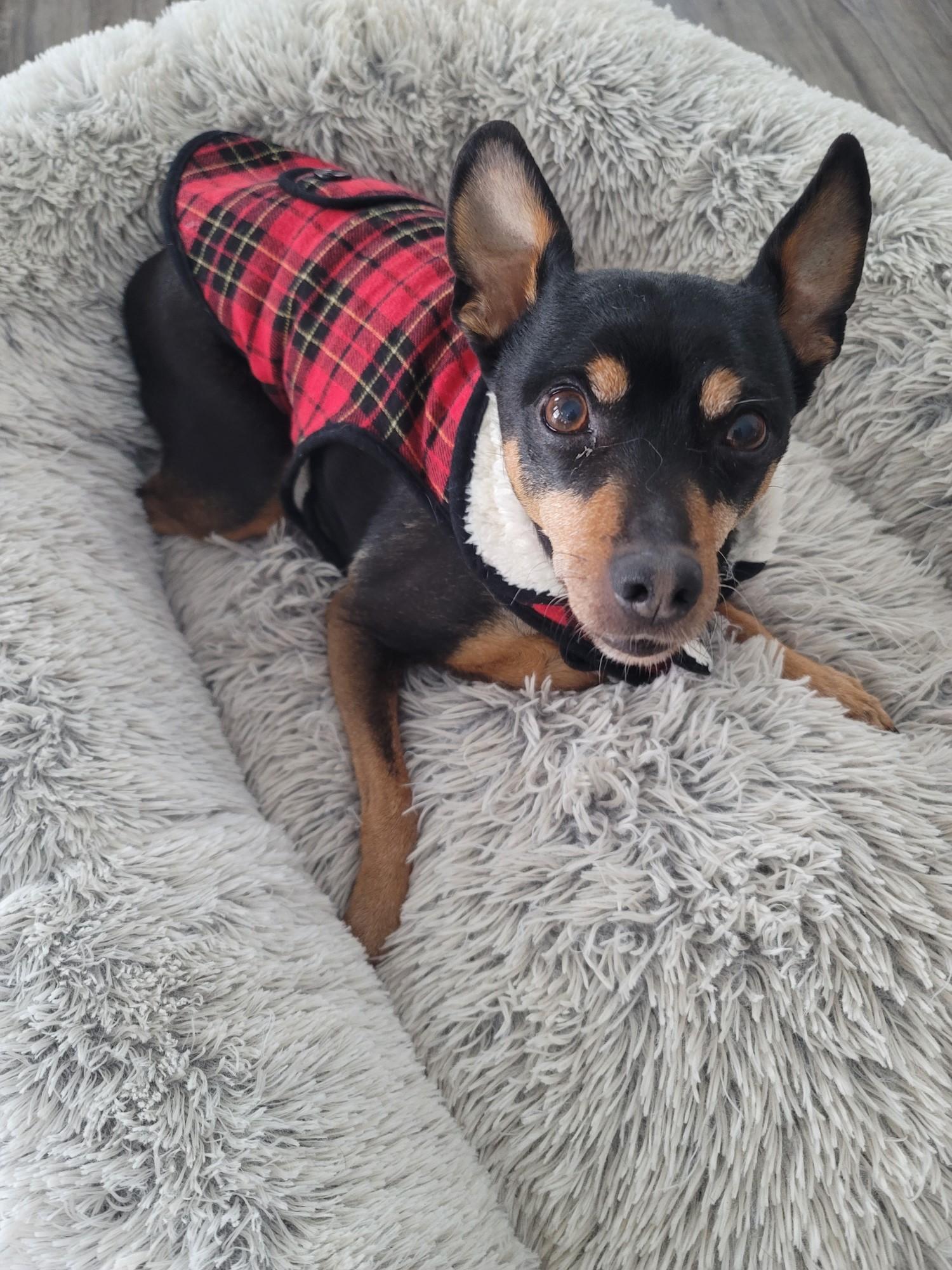 Enlarge Russell, a Adopted mixed breed in Midlothian, VA image 2/2