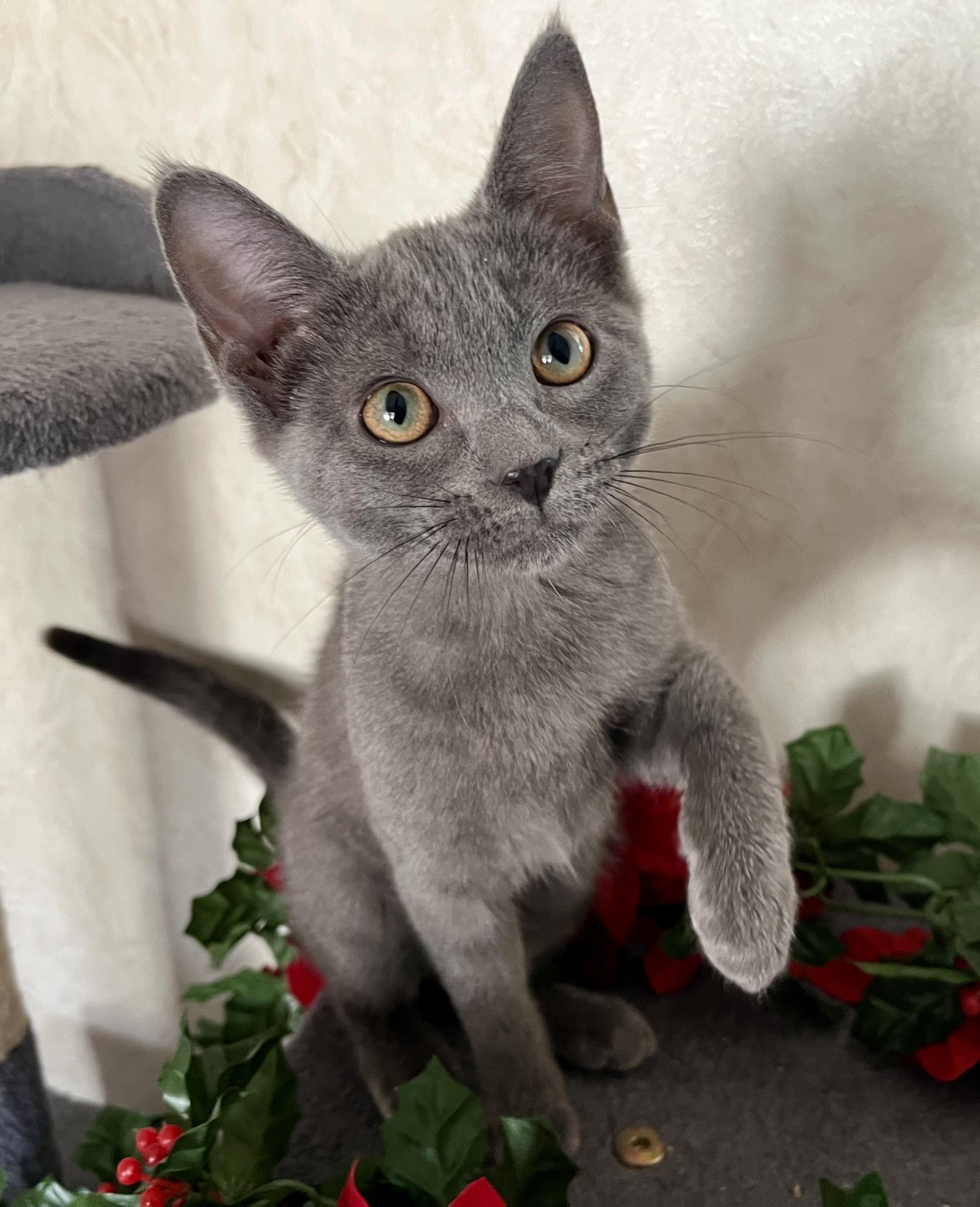 Arya, adopted, Kitten Female Domestic Short Hair.