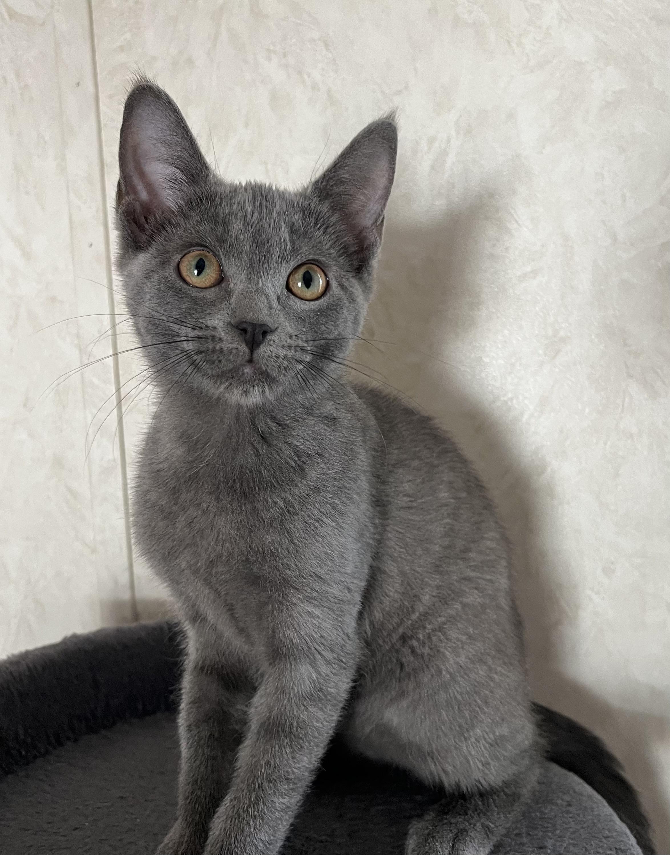 Arya, an adopted mixed breed in Rocky Hill, CT image 2/6