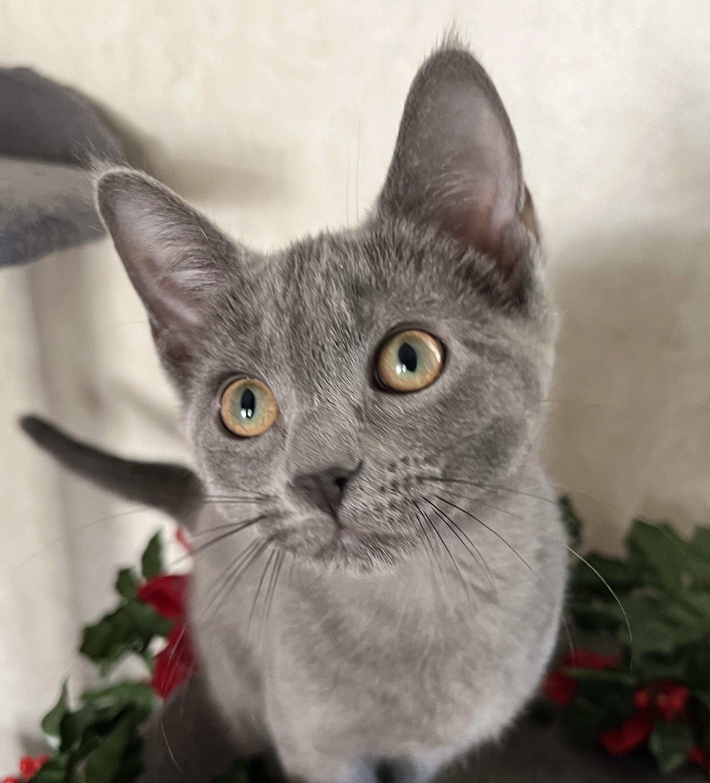 Arya, an adopted mixed breed in Rocky Hill, CT image 3/6