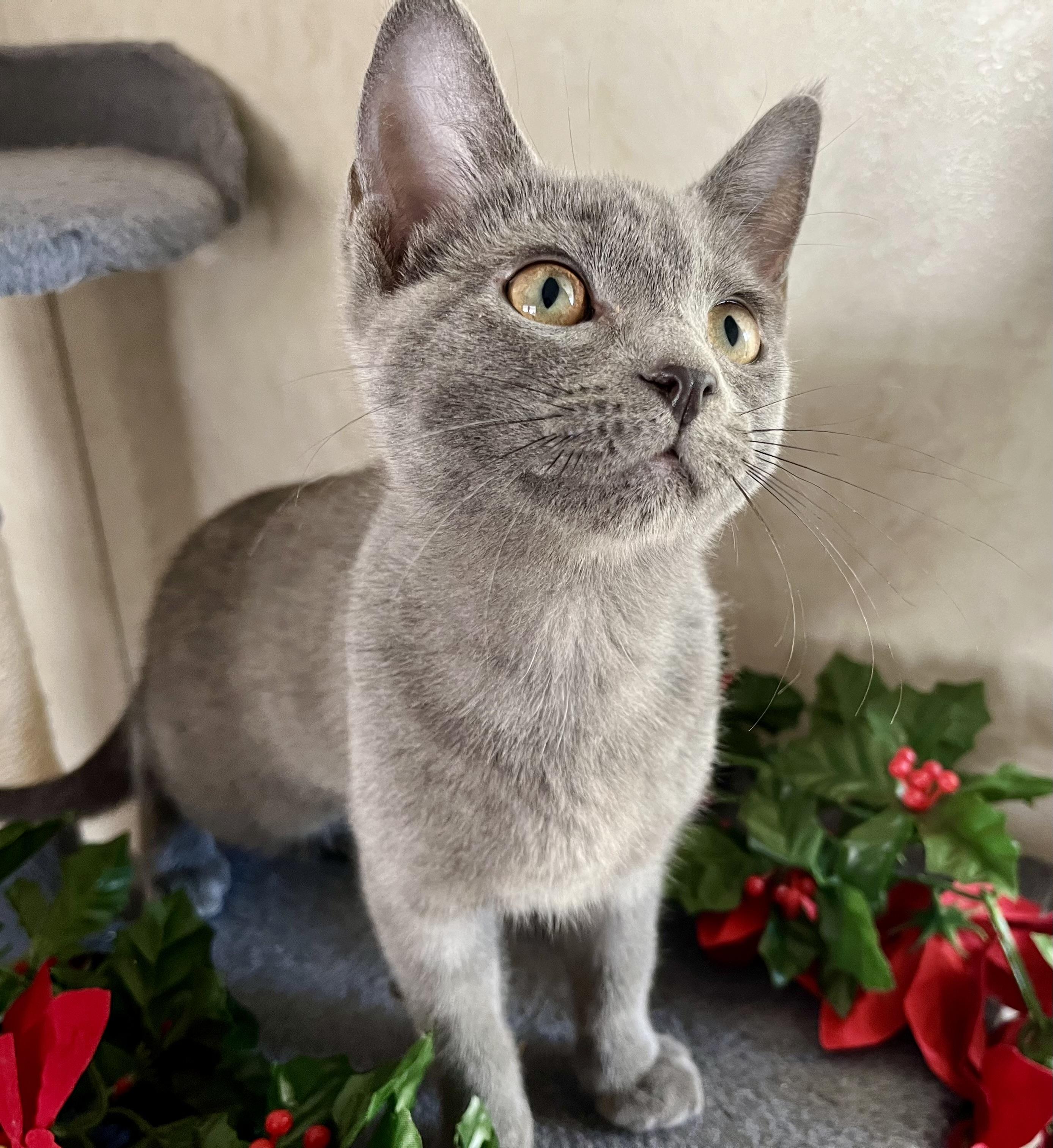 Arya, an adopted mixed breed in Rocky Hill, CT image 4/6