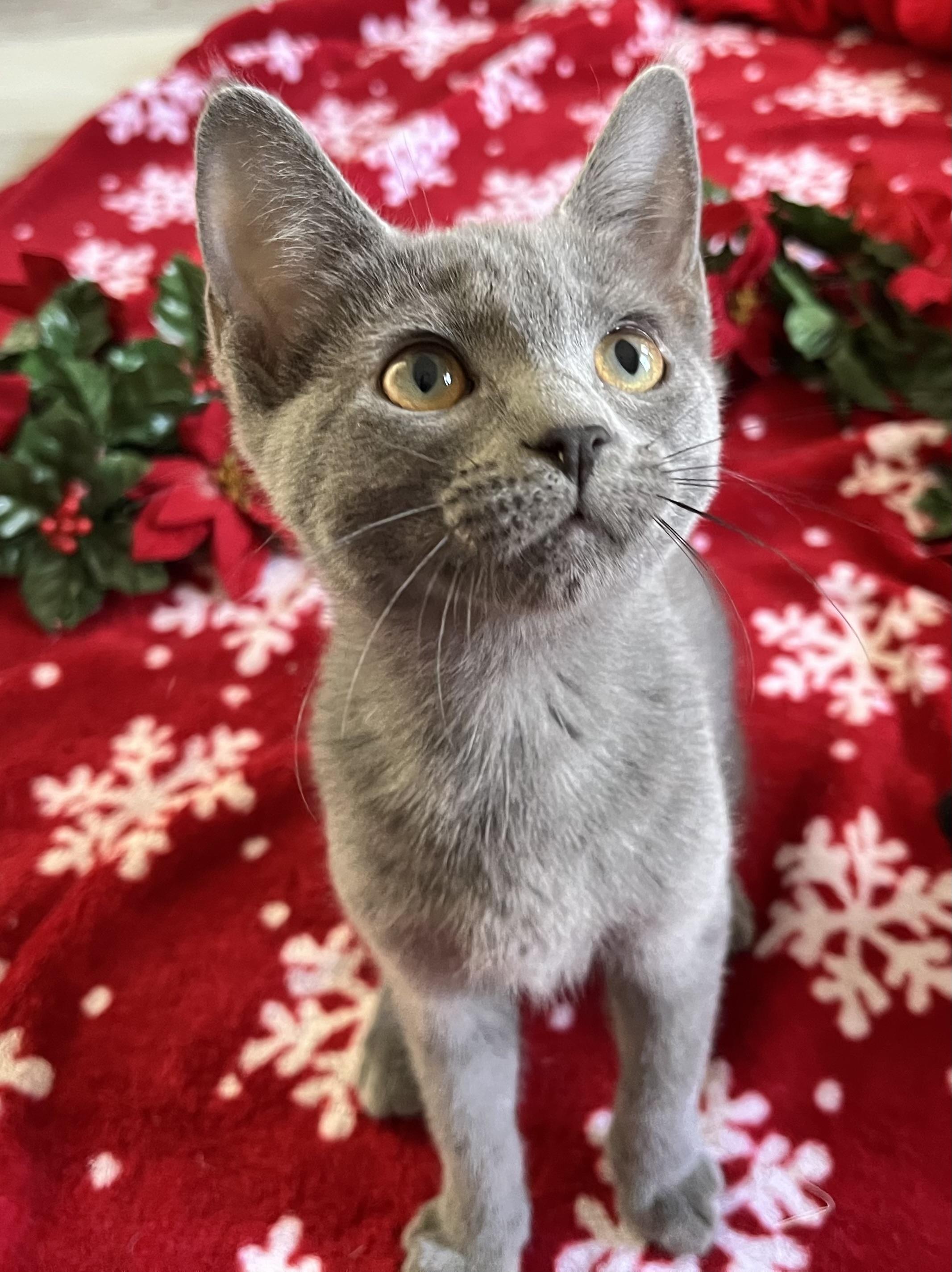 Arya, an adopted mixed breed in Rocky Hill, CT image 5/6