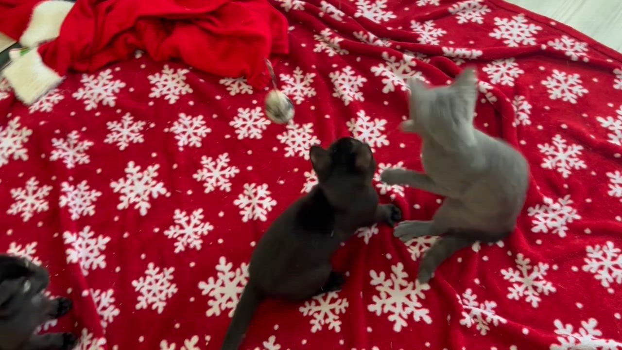 Enlarge Arya, an adopted mixed breed in Rocky Hill, CT video 6/6