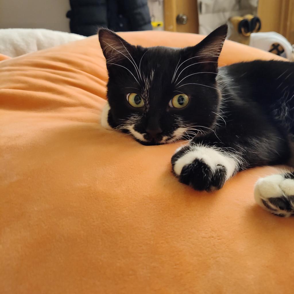 Kit, Adoptable, Adult Female Domestic Short Hair.