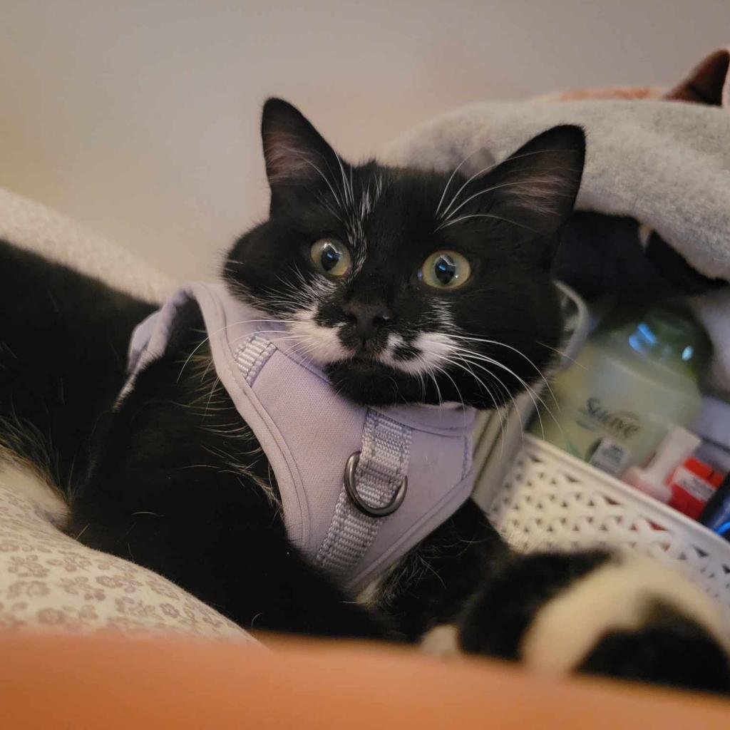 Kit, a Adoptable Domestic Short Hair in Saint Paul, MN image 1/4