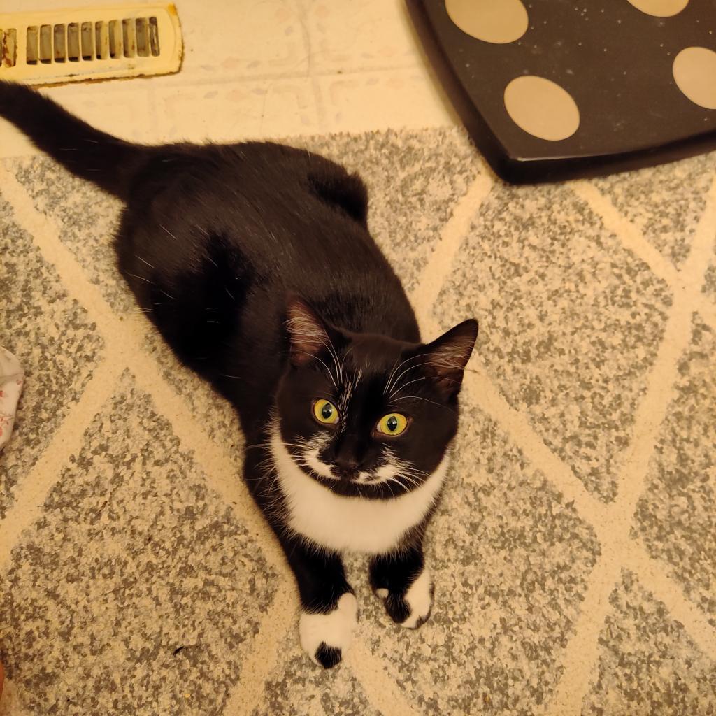 Kit, a Adoptable Domestic Short Hair in Saint Paul, MN image 3/4