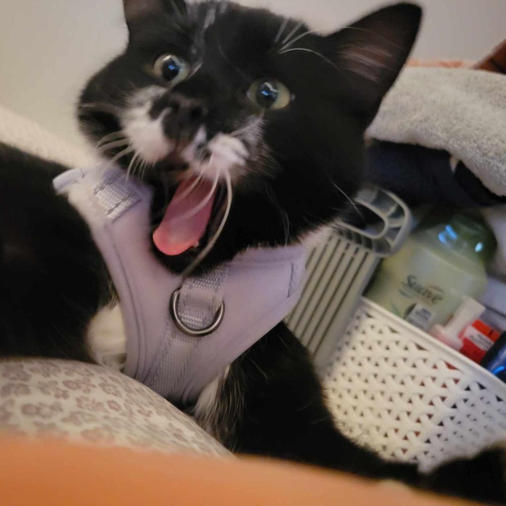 Kit, a Adoptable Domestic Short Hair in Saint Paul, MN image 4/4